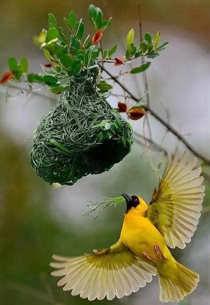 首尾呼應的作用 鳥來家裡築巢 風水